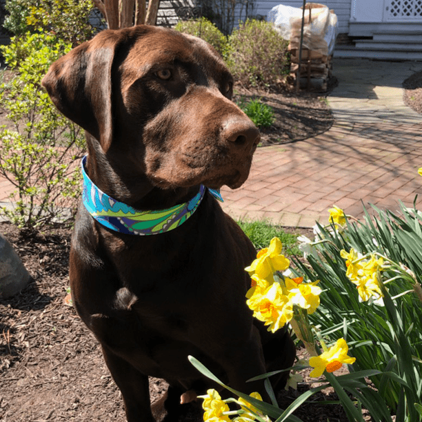 Dog Scarves