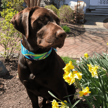 Dog Scarves